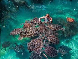 Mnemba Snorkeling